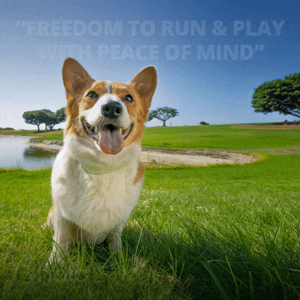 Corgi dog animated illustration